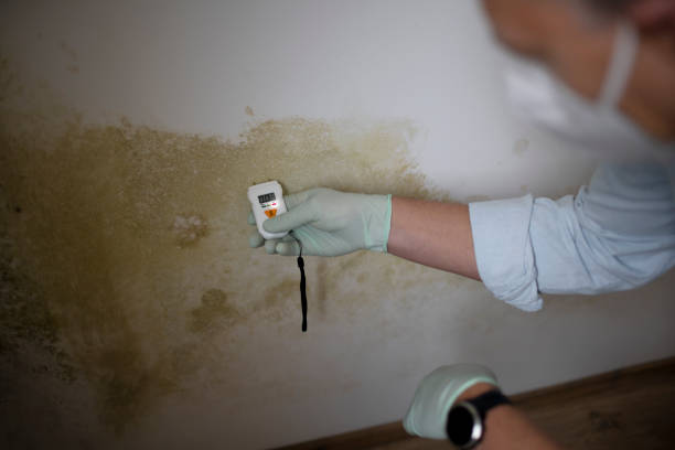 Best Mold Cleaning Services  in Matamoras, PA