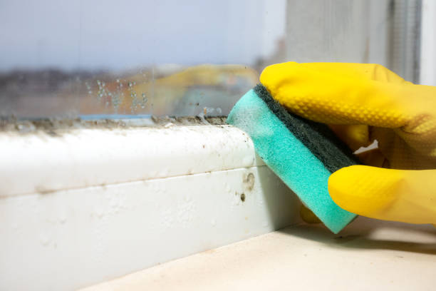 Best Crawl Space Mold Removal  in Matamoras, PA