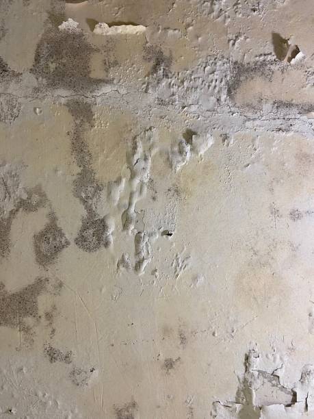 Best Commercial Mold Removal  in Matamoras, PA